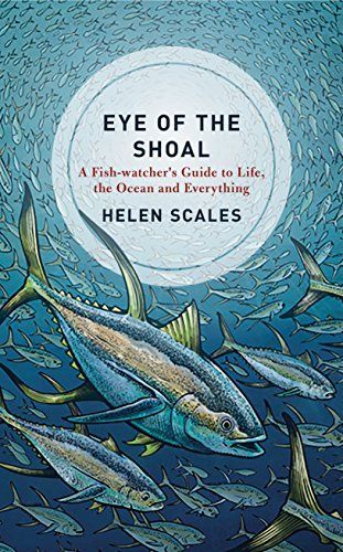 Eye of the Shoal