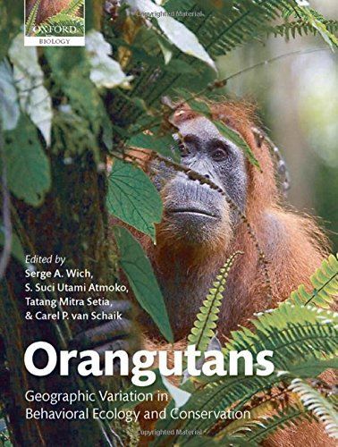 Orangutans