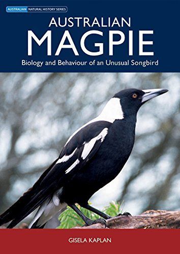 Australian Magpie