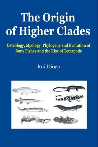 The Origin of Higher Clades