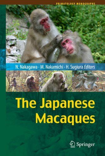 The Japanese Macaques