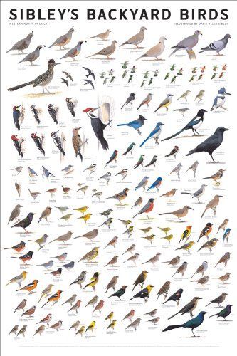 Sibley's Backyard Birds