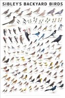 Sibley's Backyard Birds
