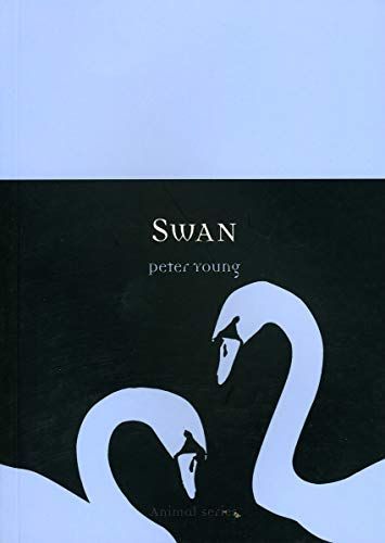 Swan