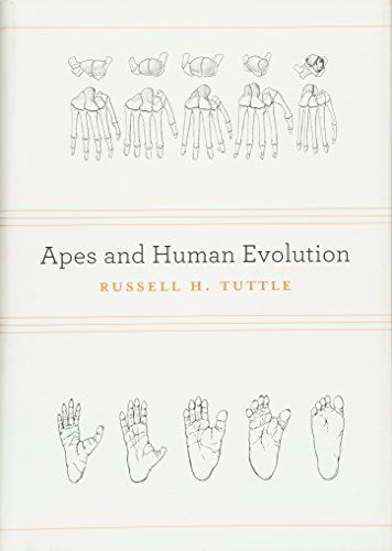 Apes and Human Evolution