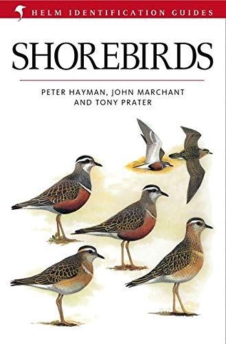 Shorebirds