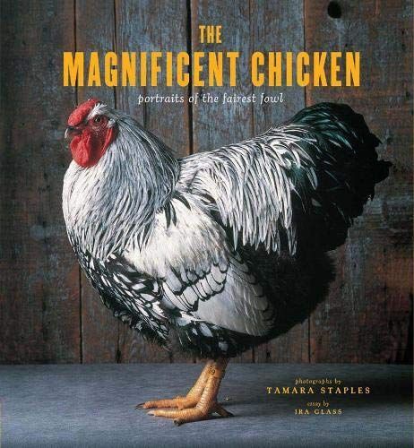 The Magnificent Chicken