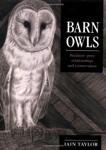 Barn Owls