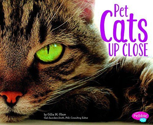 Pet Cats Up Close