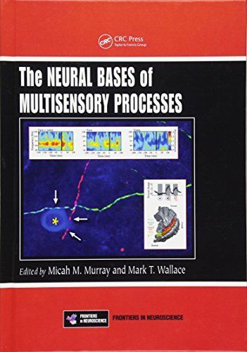 The Neural Bases of Multisensory Processes