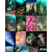 100 Best Dives in Cornwall