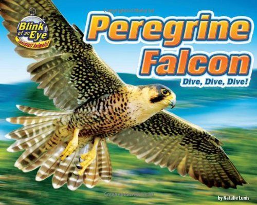 Peregrine Falcon