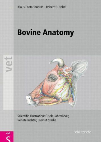 Bovine Anatomy