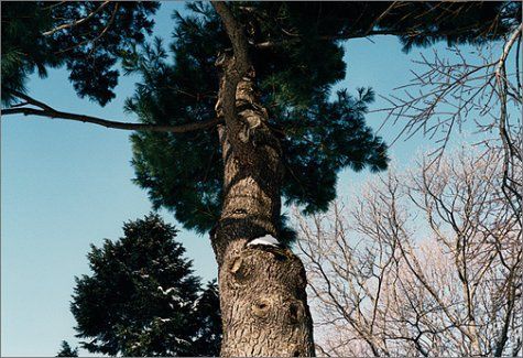 Tree Tops Tall