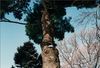 Tree Tops Tall