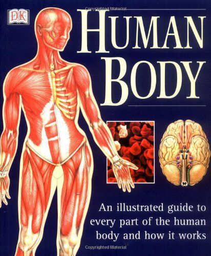 Human Body