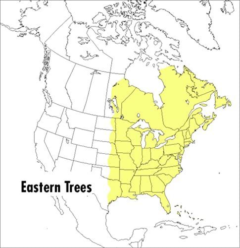 A Field Guide to Eastern Trees