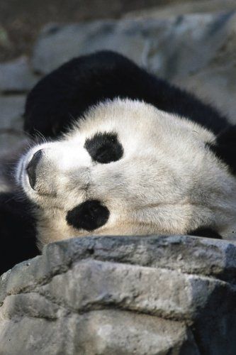 Sleeping Panda Journal