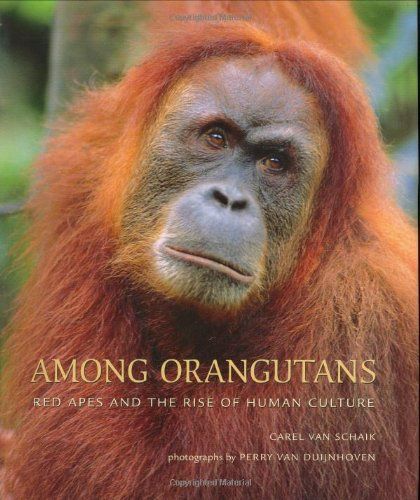 Among Orangutans