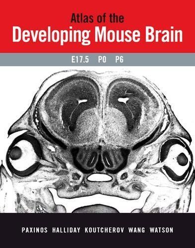 Atlas of the Developing Mouse Brain