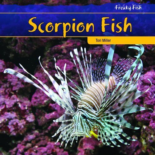 Scorpion Fish