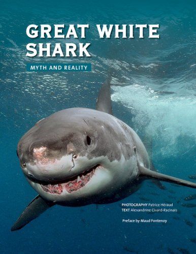 Great White Shark