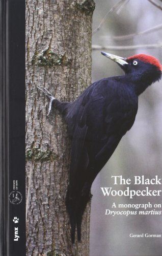 The Black Woodpecker