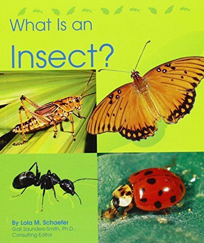 What Is an Insect?