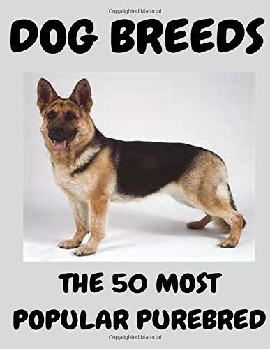 The 50 Most Popular Purebred Dog Breeds