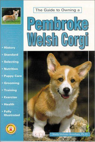 The Guide to Owning a Pembroke Welsh Corgi