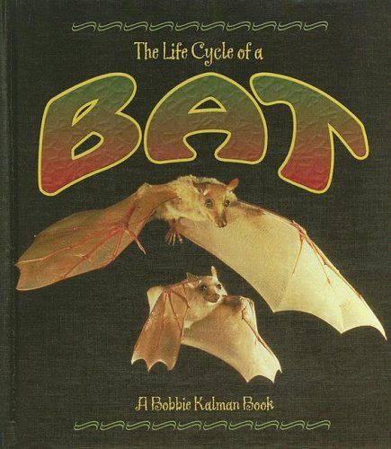 The Life Cycle of a Bat