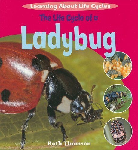 The Life Cycle of a Ladybug