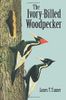 The Ivory-Billed Woodpecker