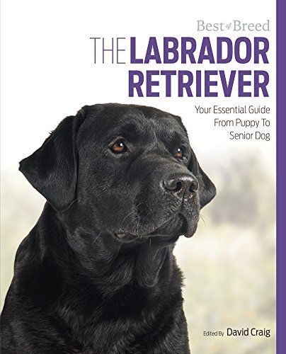 The Labrador: Your Essential Guide from Puppy to Senior Dog