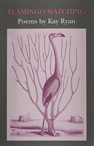 Flamingo Watching