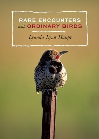 Rare Encounters with Ordinary Birds