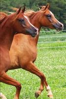 Majus and Majician Journal