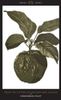 Forbidden Fruit