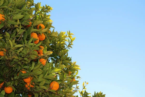 Soñarán en el jardín