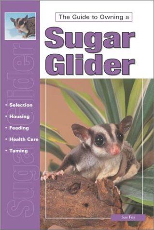 The Guide to Owning a Sugar Glider