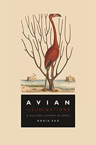 Avian Illuminations