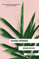 Evening primrose