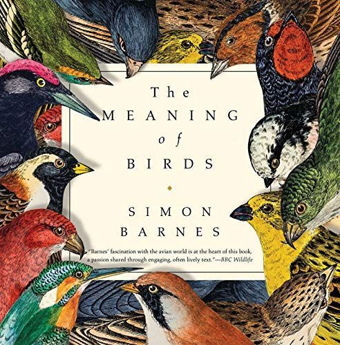The meaning of birds