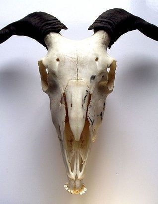 Anansi's Goatman Story