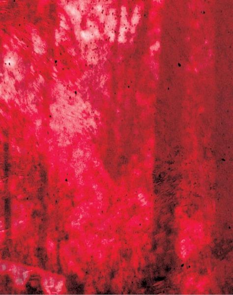 When the World Ended I Was Thinking about the Forest