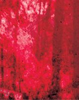 When the World Ended I Was Thinking about the Forest