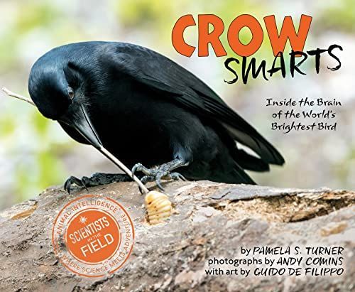 Crow smarts