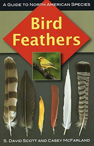 Bird feathers