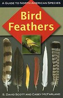 Bird feathers