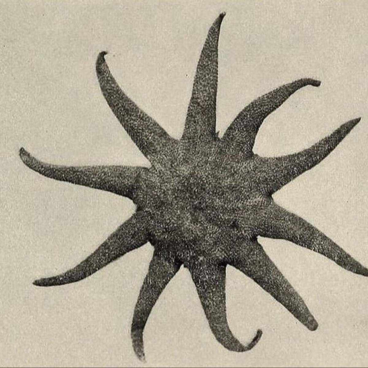 Photo of A.